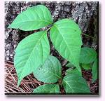 How to identify poison ivy